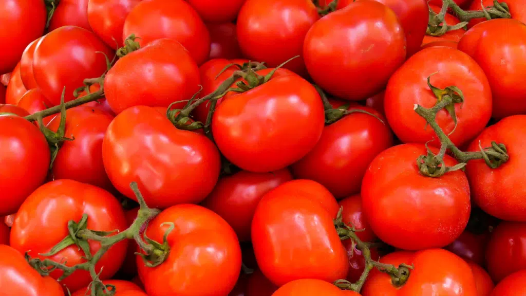 Today Tomato Price 